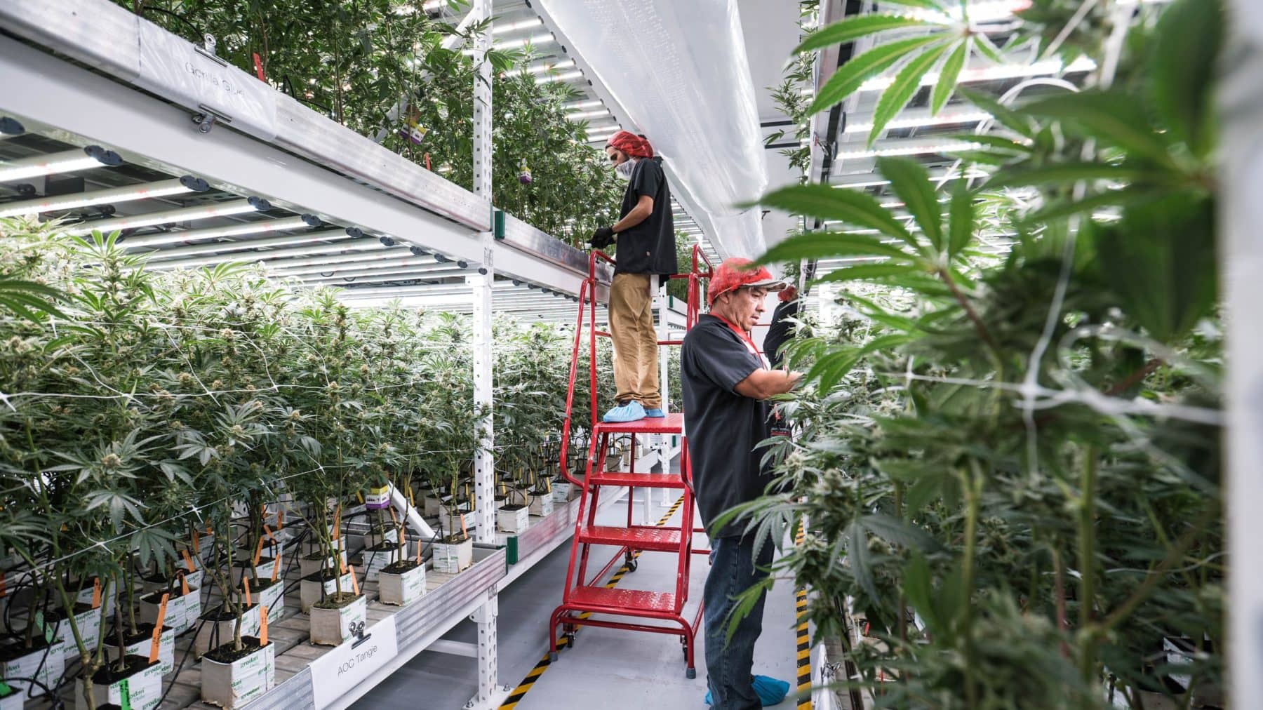 cannabis vertical farm