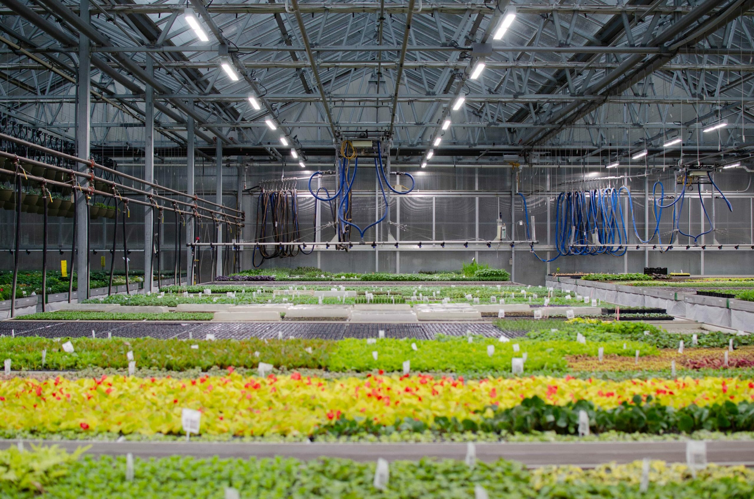 VYPRx PLUS Supplemental Lighting in USDA Organic Greenhouse Peace Tree Farm