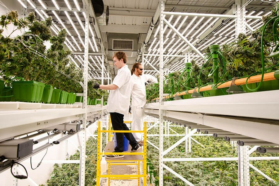 How LED Retrofit can Level Up Indoor Cannabis Farming