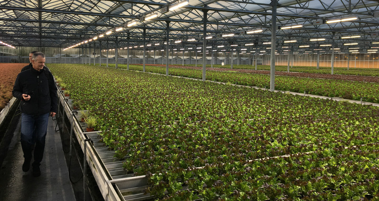 LED lighting used to supplement lettuce in a greenhouse in Papenburg, Germany