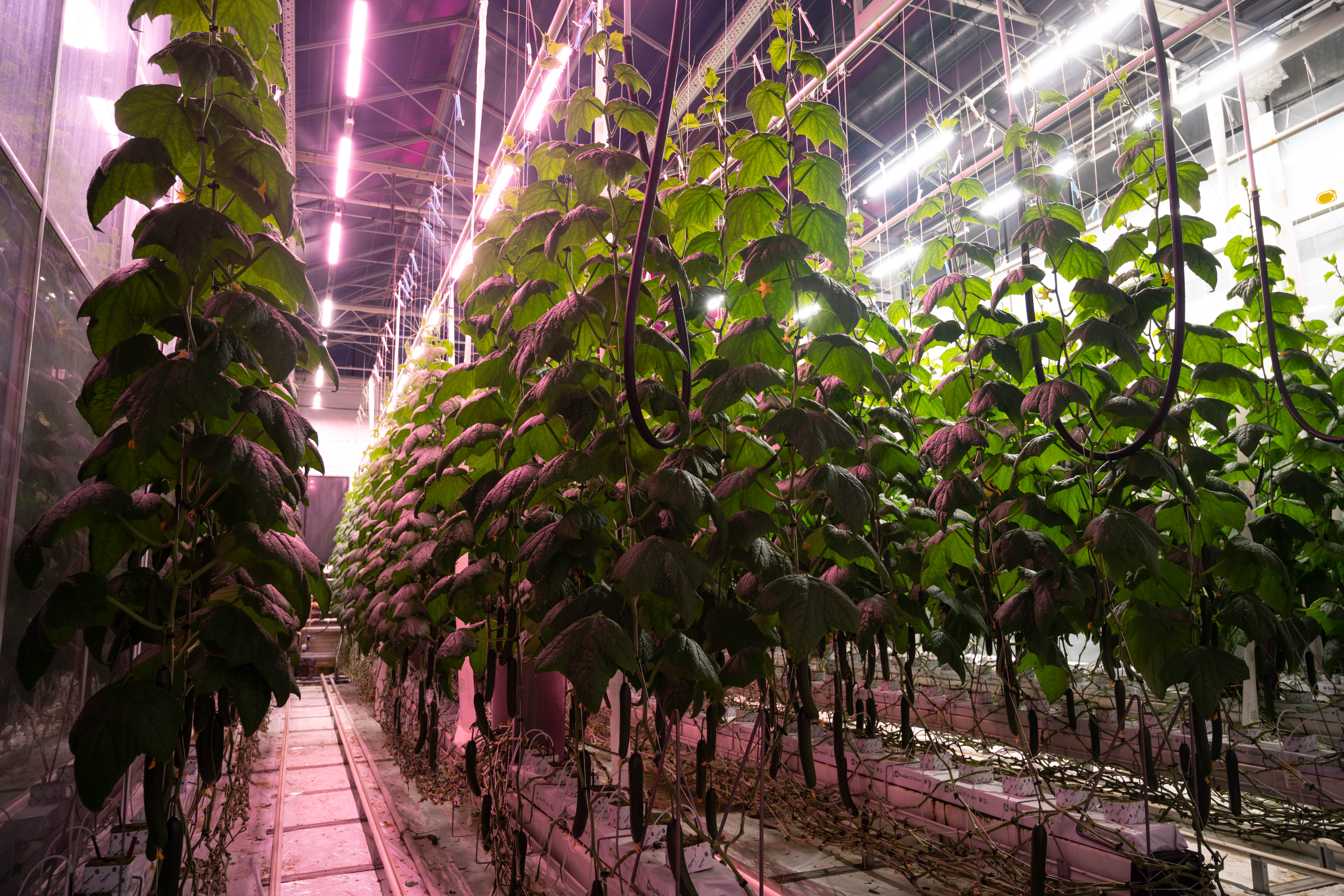 Fluence Expands PhysioSpec™ Spectra Offering on VYPR Series for Global Greenhouse Cultivators