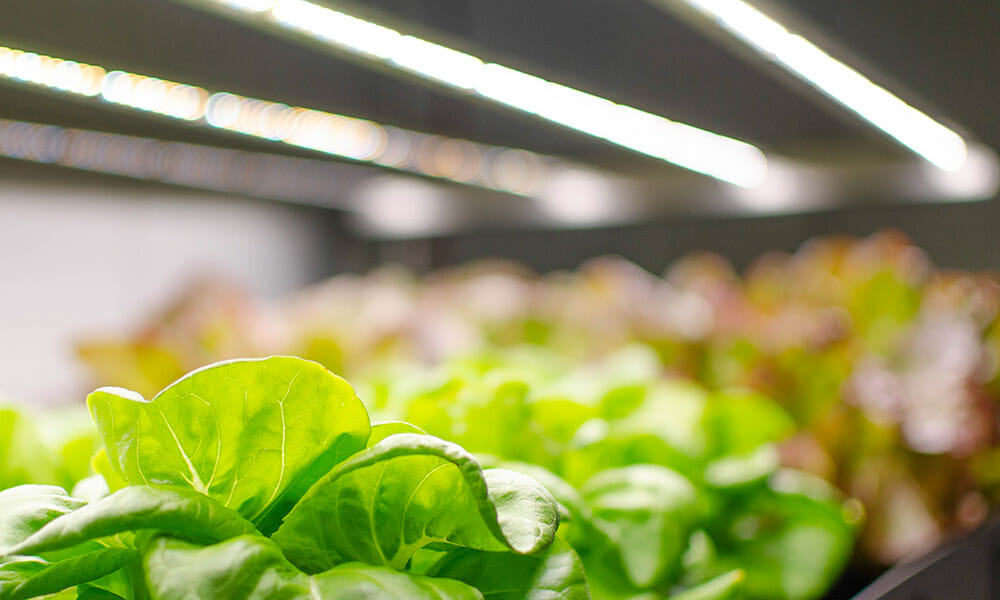 Maximizing Hydroponic Crop Yields with Advanced Lighting Techniques