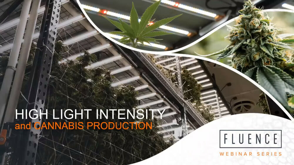 high light intensity and cannabis production