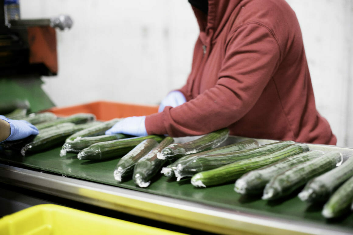 Jem Farms Fluence broad spectrum LED vs. HPS Cucumbers