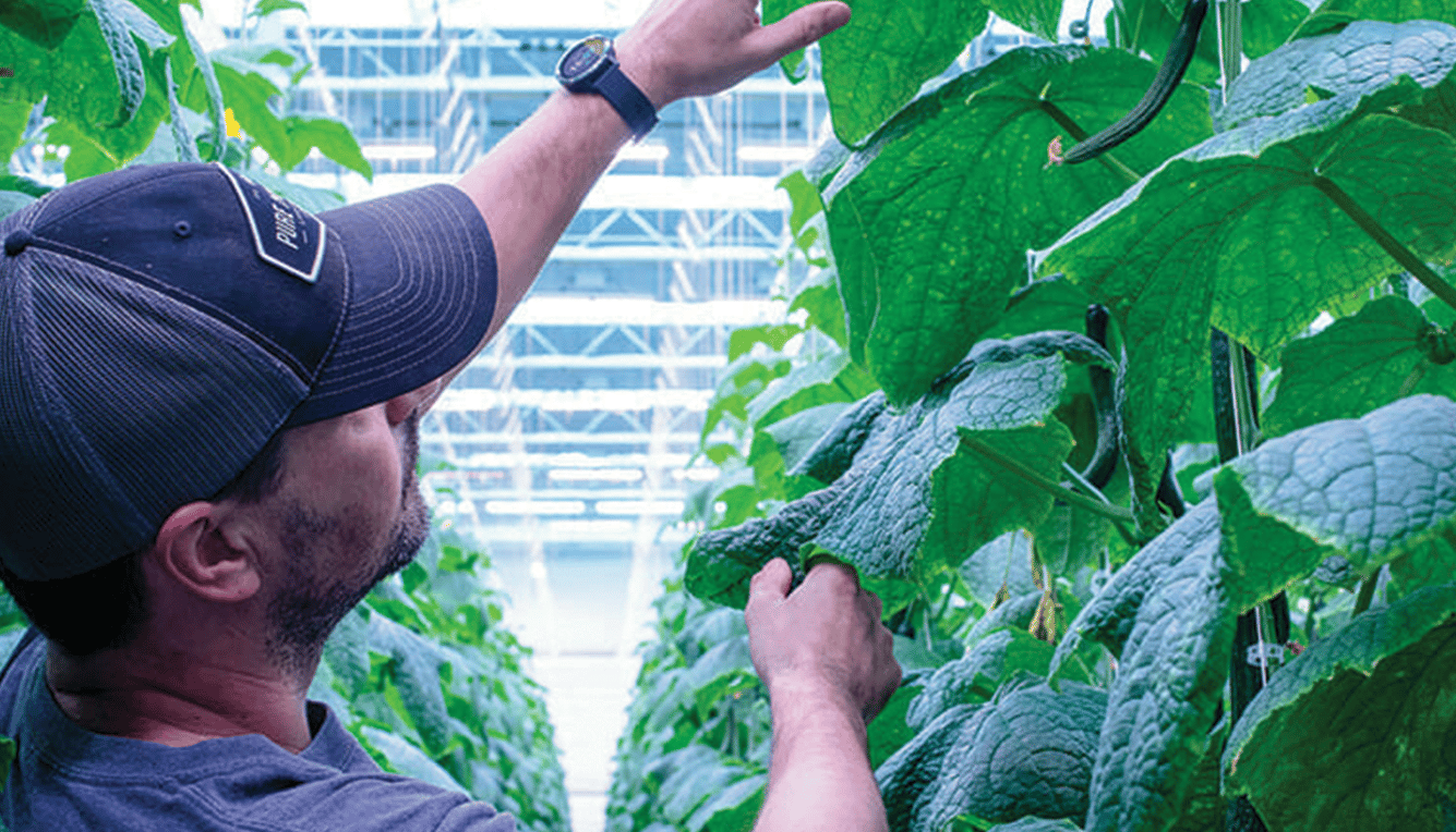 Growers in greenhouse with cucumbers full of Phytonutrients