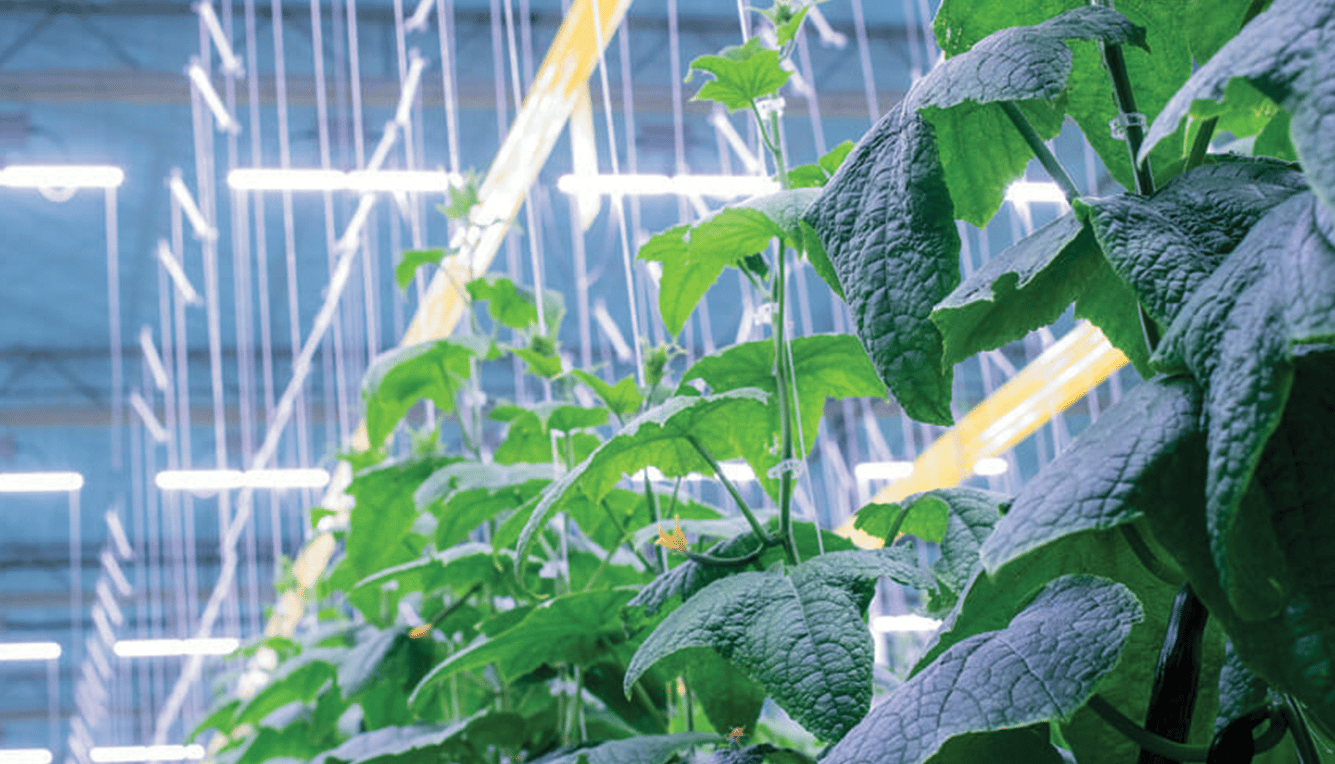 Cucumbers in greenhouse full of Phytonutrients